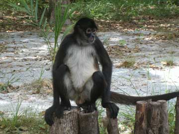 Greedy-the-monkey